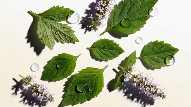 En İyi Paçuli Parfümleri ve Paçuli Koku Rehberi