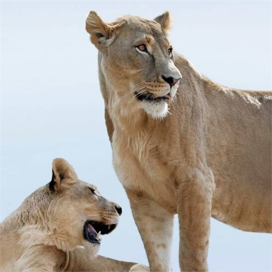 Burberry Goddess Refill 150 ml Kadın Parfüm - 8