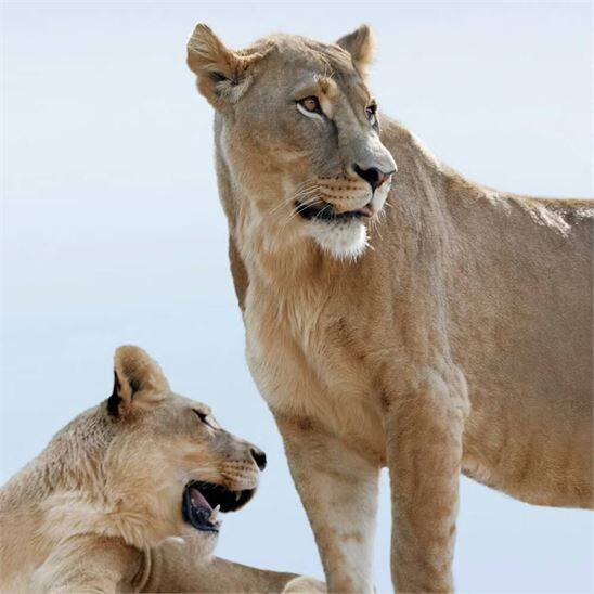 Burberry Goddess Refill 150 ml Kadın Parfüm - 8