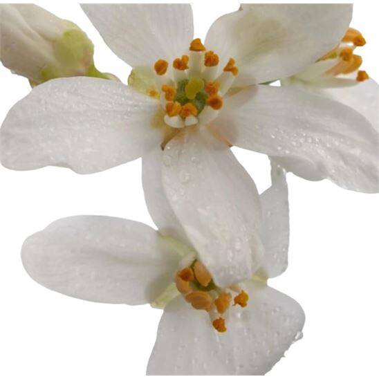 Burberry Her Eau de Parfum Intense 100 ml Kadın Parfüm - 5