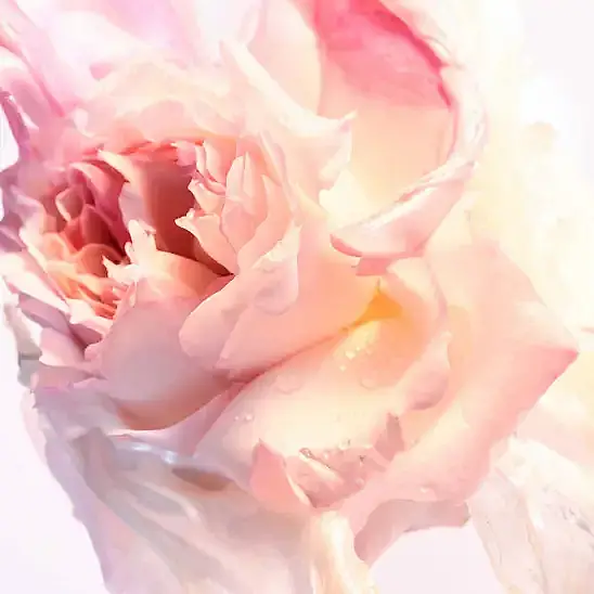 Bvlgari Rose Goldea Blossom Delight EDT 50 ml Kadın Parfüm - 4