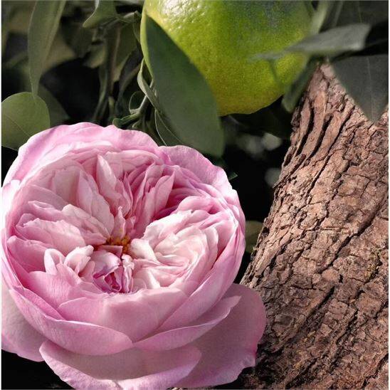 Chloe Signature Rose Naturelle Intense EDP 30 ml Kadın Parfüm - 6