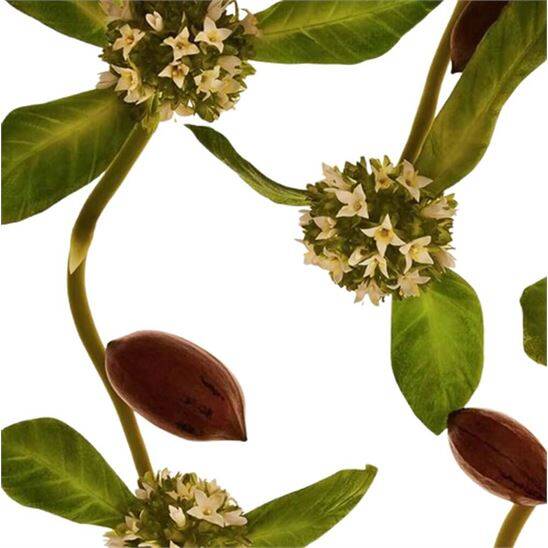 Clarins Extra Firming Jour SPF15 COLLAGEN TECHNOLOGY 50 ml - 5