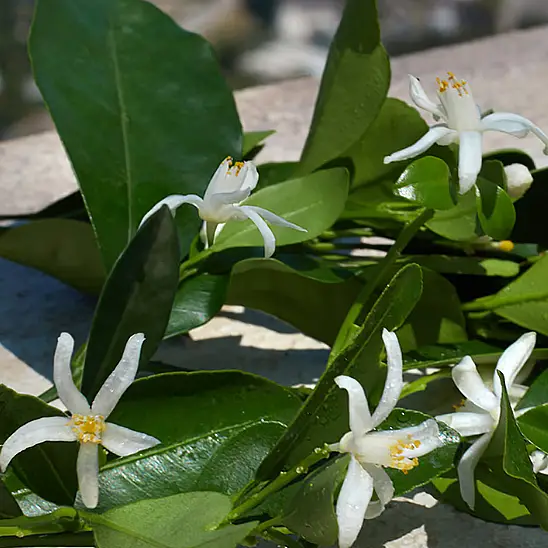 Dolce & Gabbana Devotion EDP 100 ml Kadın Parfüm - 6