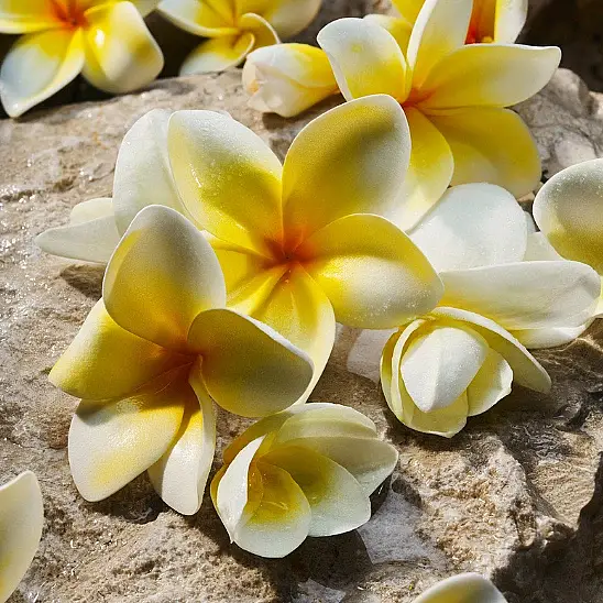 Dolce&Gabbana Light Blue EDP 50 ml Kadın Parfüm - 6