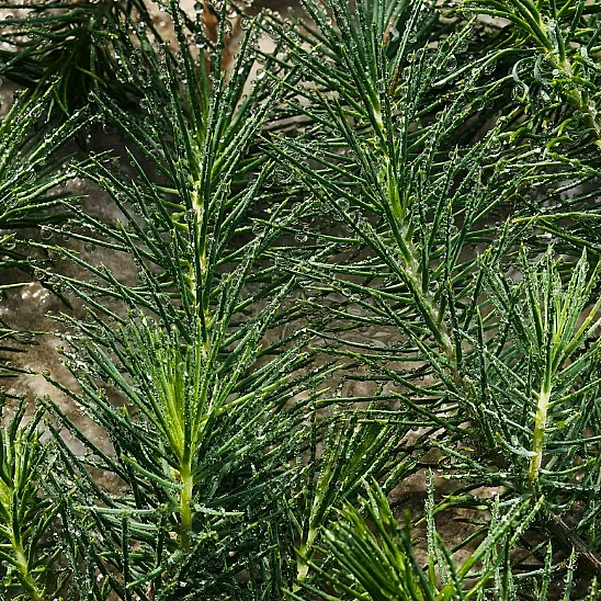 Dolce&Gabbana Light Blue Pour Homme EDP 50 ml Erkek Parfüm - 4