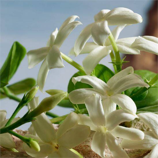 Dolce&Gabbana Q by Dolce&Gabbana Parfum 100 ml Kadın Parfüm - 8