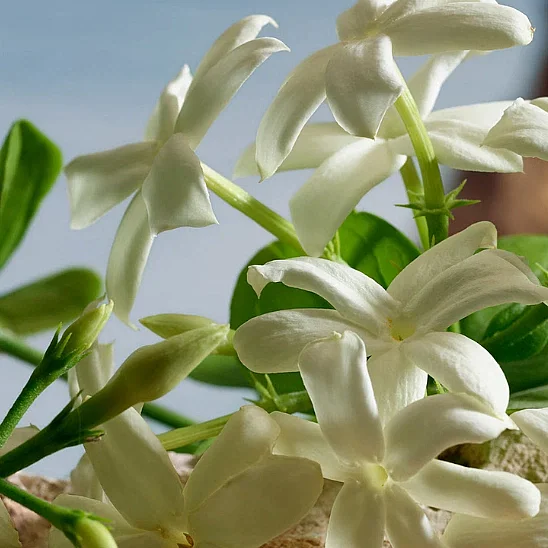 Dolce&Gabbana Q by Dolce&Gabbana Parfum 100 ml Kadın Parfüm - 5