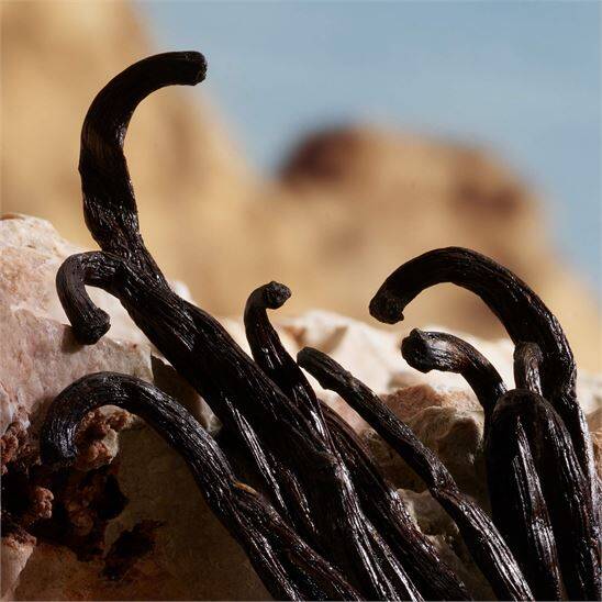 Dolce&Gabbana Q by Dolce&Gabbana Parfum 50 ml Kadın Parfüm - 7