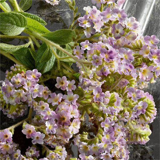 Dolce & Gabbana Q Intense EDPI 50 ml Kadın Parfüm - 3