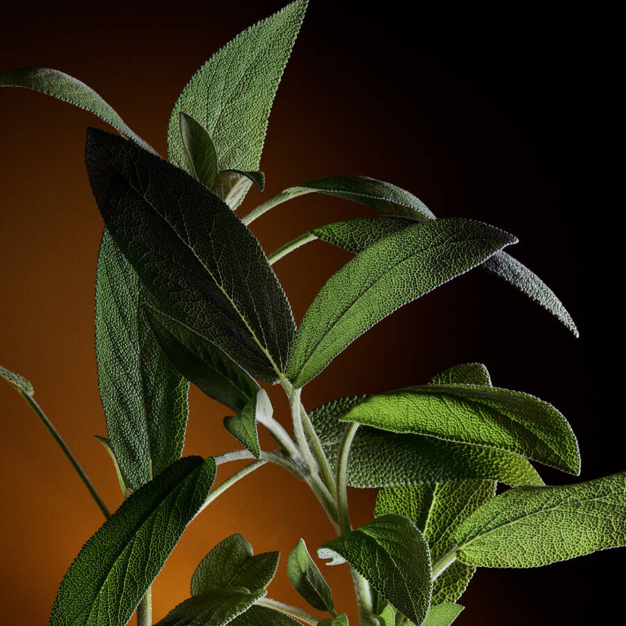 Dolce Gabbana The One EDP 50 ml Erkek Parfüm - 5