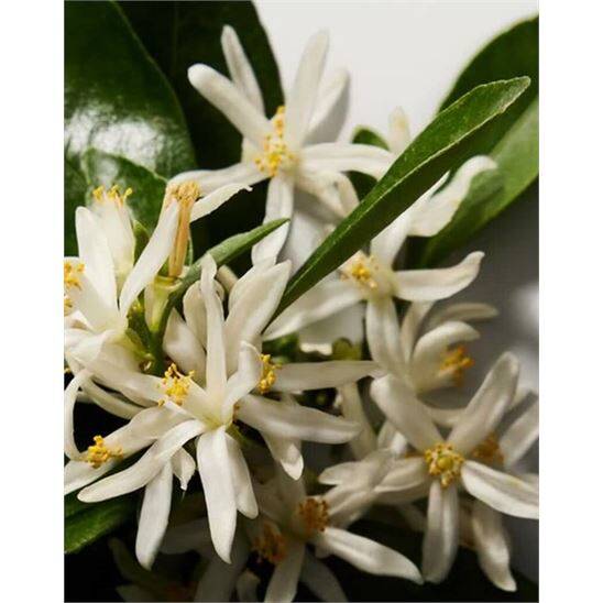 Dolce Gabbana The One For Men Intense EDP 100 ml Erkek Parfüm - 5