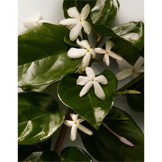 Dolce Gabbana The Only One Intense EDP 100 ml Kadın Parfüm - 5