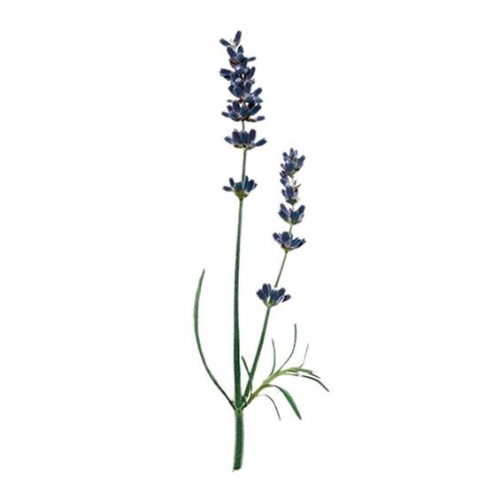 Issey Miyake L'Eau D'issey Pour Homme Solar Lavender EDT Intense 100 ML Erkek Parfüm - 7