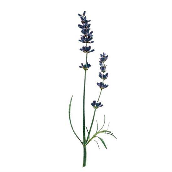 Issey Miyake L'Eau D'issey Pour Homme Solar Lavender EDT Intense 50 ML Erkek Parfüm - 7