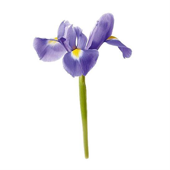 Issey Miyake L'Eau D'issey Solar Violet EDT Intense 100 ML Kadın Parfüm - 7