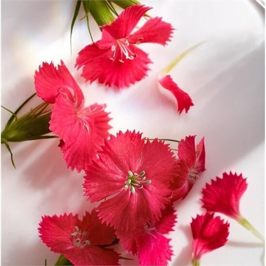 Michael Kors Wonderlust EDP 50 ml Kadın Parfüm - 6