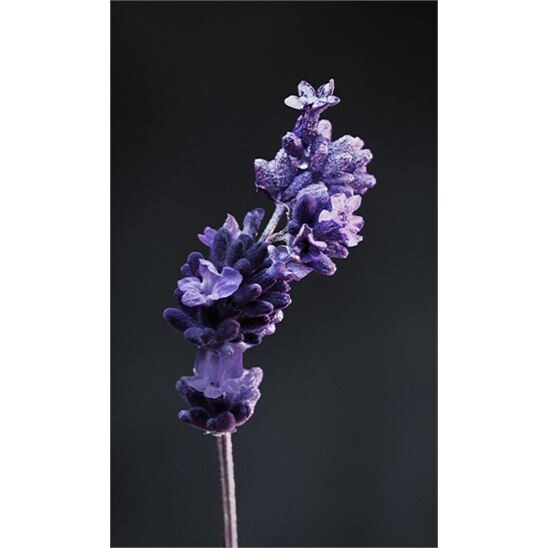 Paco Rabanne Phantom Deo Spray 150 ml Erkek Deodorant - 4