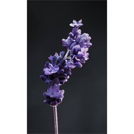 Paco Rabanne Phantom Deo Spray 150 ml Erkek Deodorant - 4