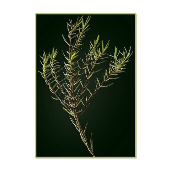 Rene Furterer Melaleuca Şampuan 150 ml Yağlı Kepekli Saçlar için (1)