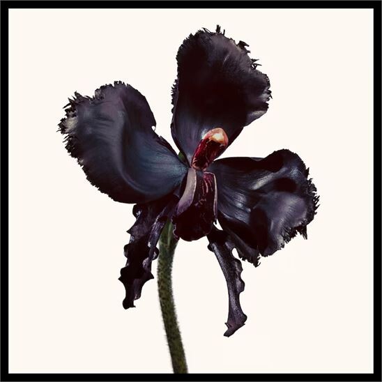 Tom Ford Black Orchid Reserve Parfum 50 ml Unisex Parfüm - 3