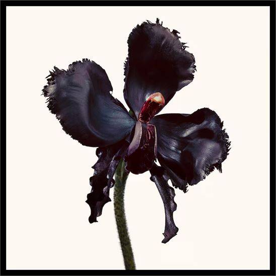 Tom Ford Black Orchid Reserve Parfum 50 ml Unisex Parfüm - 3